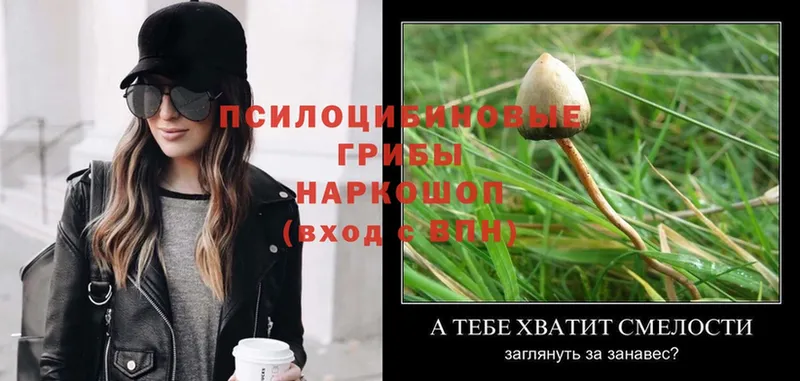 Псилоцибиновые грибы Psilocybine cubensis  Великий Устюг 